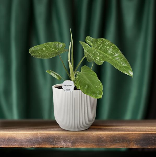 Philodendron José Buono - Ø15cm - ↕45cm