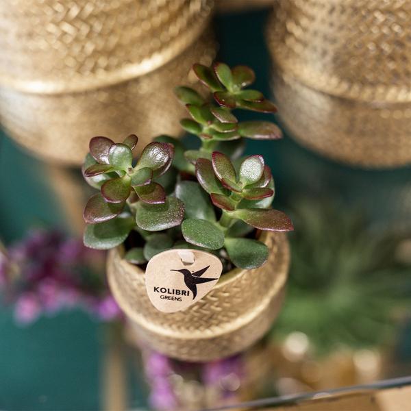 Kolibri Greens | Succulenten set van 2 planten in gouden groove sierpotten - keramiek potmaat Ø9cm