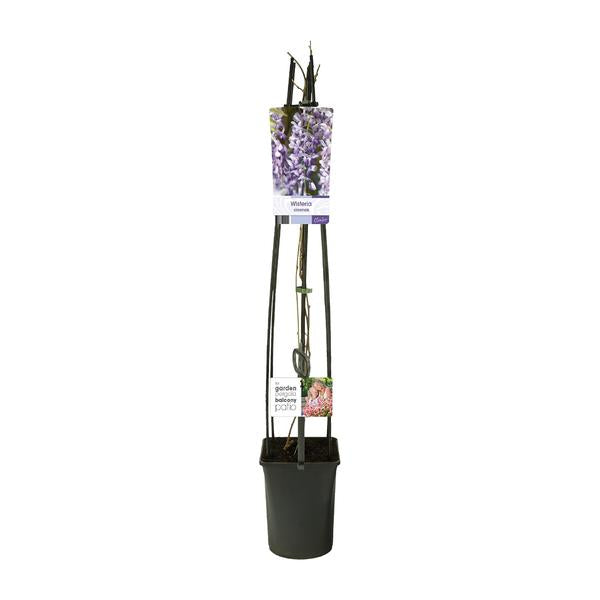 Wisteria Sinensis +Étiquette lumineuse - Ø23cm - ↕115cm