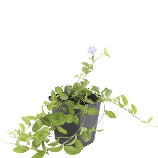 Vinca mineure - ↕10-25cm - Ø9cm - 20x