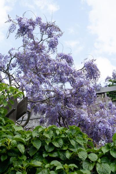 Glycine sinensis 'Prolific' - Glycine - Ø15cm - ↕65cm