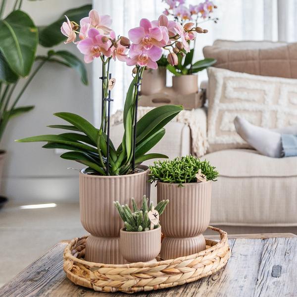 Kolibri Orchids | gele Phalaenopsis orchidee - Mexico + Diabolo pot sand - potmaat Ø9cm | bloeiende kamerplant - vers van de kweker