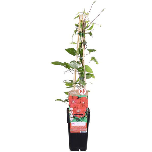 Clématite Hagley Hybride - Clématite Rouge - Ø15cm - ↕65cm