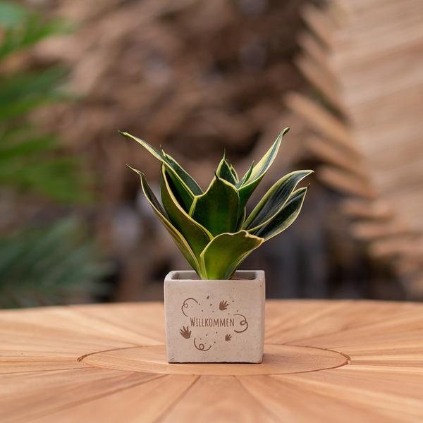 Congreetz® plantpots + Sansevieria | Willkommen
