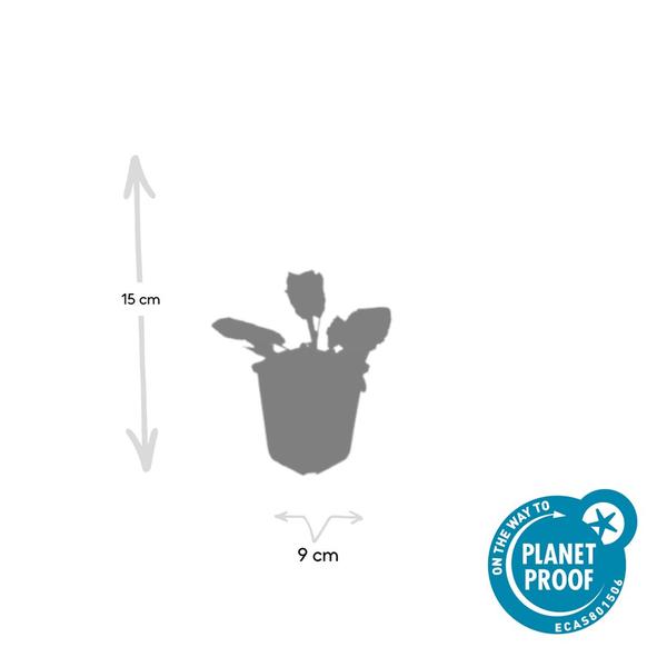 Salvia nem. 'Mainacht' - ↕10-25cm - Ø9cm - 60x