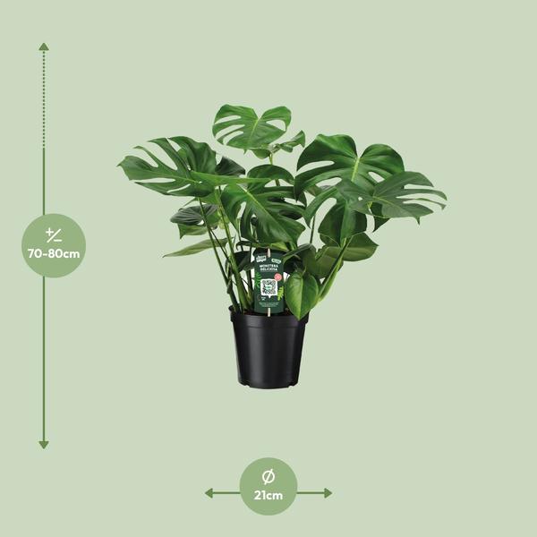 Monstera Deliciosa - Ø21cm - ↕65cm