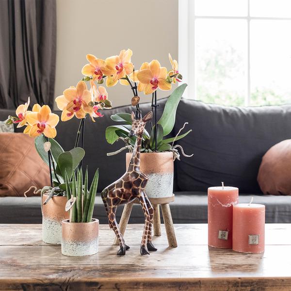 Maison Colibri | Support à plantes - Réhausse à plantes en bois Ø12cm