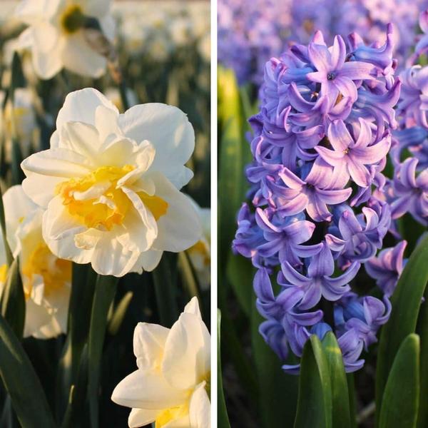 Flowerbulbs Amsterdam - Rob's Favorites - 20 bulbes à fleurs - Taille 12/14