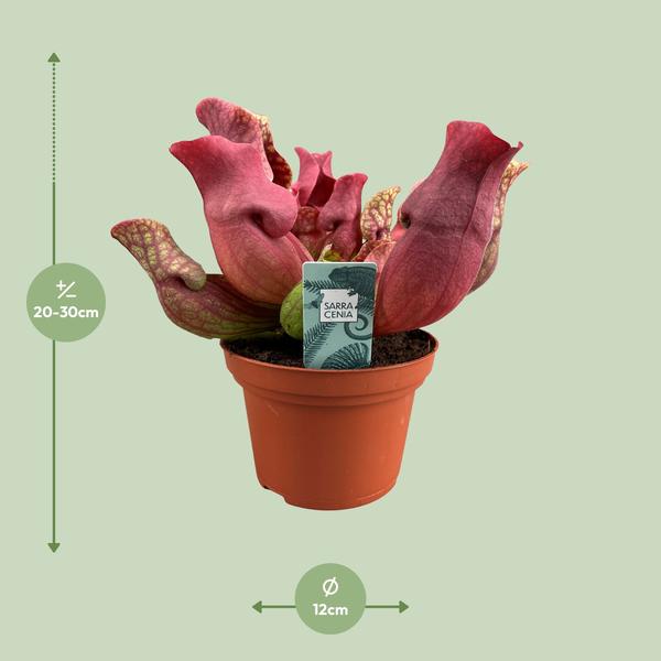 Sarracenia Marron - Ø12 ↕23