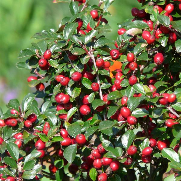 Cotoneaster dam. 'Major' - ↕25cm - Ø9cm - 6x