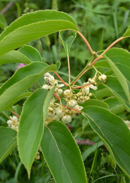 Actinidia arguta 'Issai' - Kiwi - Ø13cm - ↕45cm