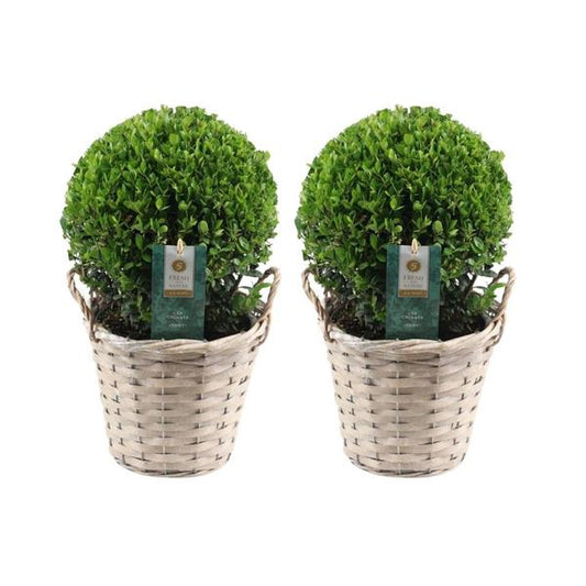 2x Ampoule Ilex crenata 'Jenny' dans un panier en osier | ensemble de 2 pièces | 20 cm de diamètre