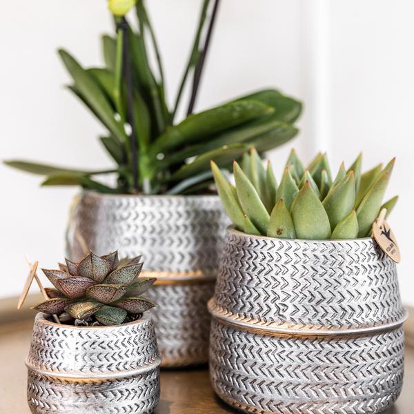 Kolibri Greens | Succulenten set van 2 planten in zilveren groove sierpotten - keramiek potmaat Ø9cm