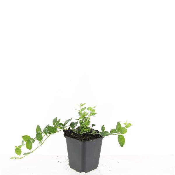 Vinca minor 'Argenteovariegata' - ↕10-25cm - Ø9cm - 60x