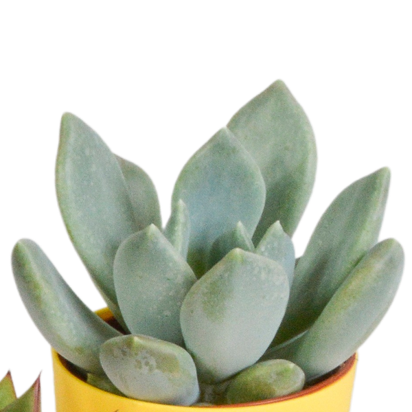 Vetplanten mix 5.5 cm - 5x - in gekleurde plasticpot