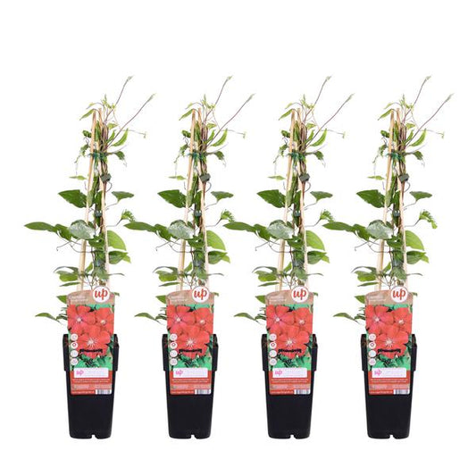 4x - Clématite Rouge Cardinal - ↨65cm - Ø15