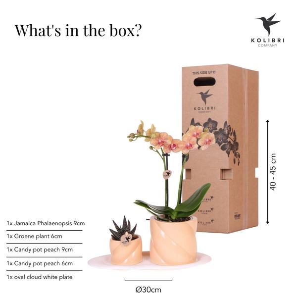 Orchidées colibris | Coffret Optimisme petite pêche | Plante verte avec orchidée Phalaenopsis orange dans des pots décoratifs de bonbons sur un plateau biologique blanc