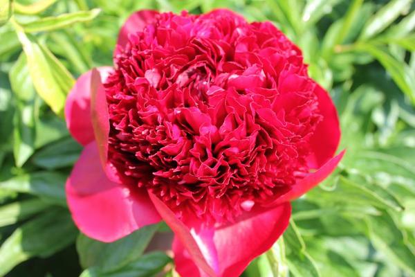 Paeonia 'Charme Rouge' - 4x