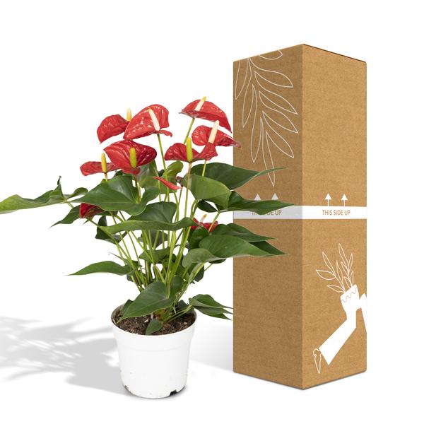 Anthurium Rouge - Ø17cm - ↕55cm