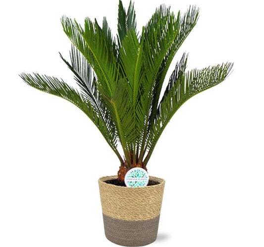 Cycas Revoluta - Ø17cm - ↕70cm + Ruby Pot D19x18cm - Grijs