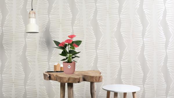 Anthurium Sweet Dream Dans Pochette Transparente - Ø12cm - ↕36cm