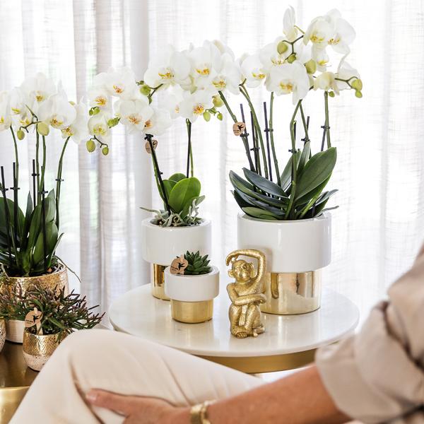 Orchidées colibris | Orchidée Phalaenopsis blanche - Amabilis + Pot Lush - taille du pot Ø9cm - 35cm haut | plante d'intérieur à fleurs - fraîchement sortie du producteur