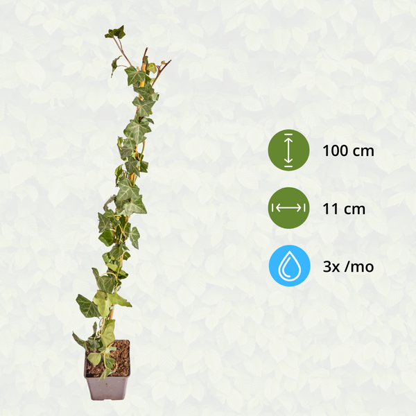 Hedera Hibernica - Lierre - Collé - ↨80 - 100 cm