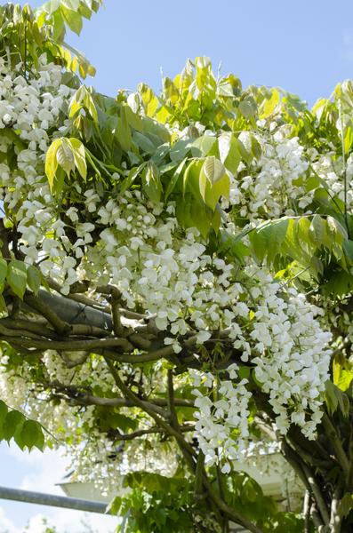 Glycine floribunda Alba - Pluie blanche - Ø15cm - ↕65cm
