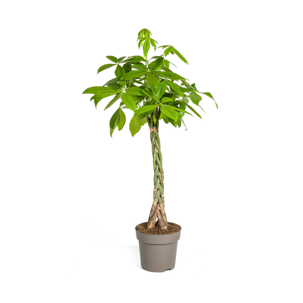 Pachira Aquatica Ø27cm - ↕140-150cm