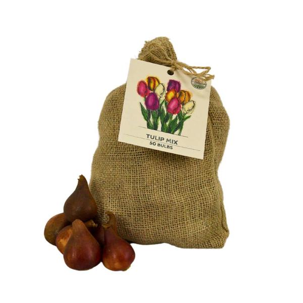 Flowerbulbs Amsterdam - Medium Tulip Mix - Sachet de valeur durable, 50 bulbes de fleurs pour 1 m2 de splendeur florale - Taille 12+