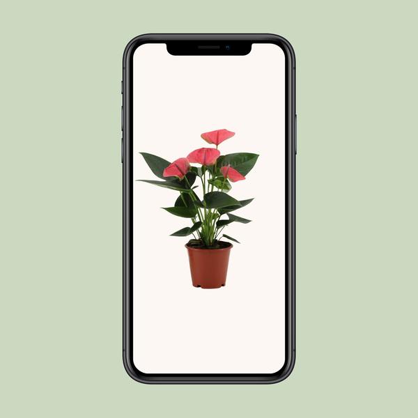Anthurium Sweet Dream Dans Pochette Transparente - Ø12cm - ↕36cm