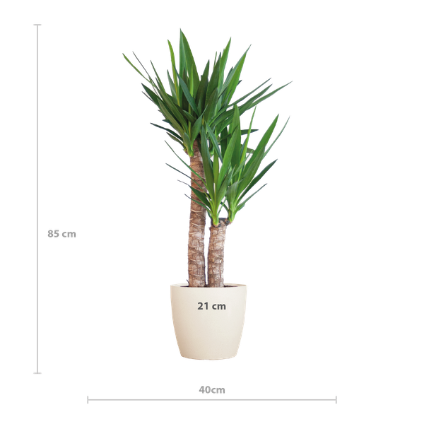 Yucca Elephantipes avec Viber blanc - 90cm - Ø21