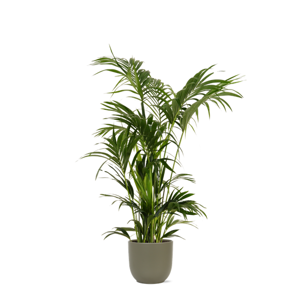 Palmier Kentia Ø27cm ↕160cm en pot Boule OLIVE