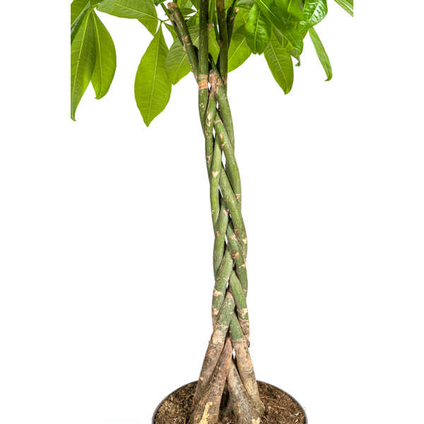 Pachira Aquatica Ø27cm - ↕140-150cm