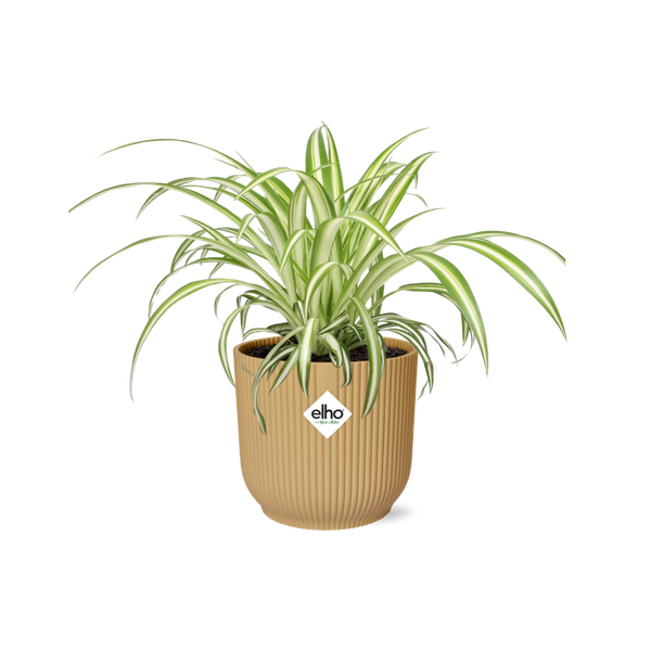 Chlorophytum Comosum Variegatum en ELHO Vibes Fold 14cm jaune
