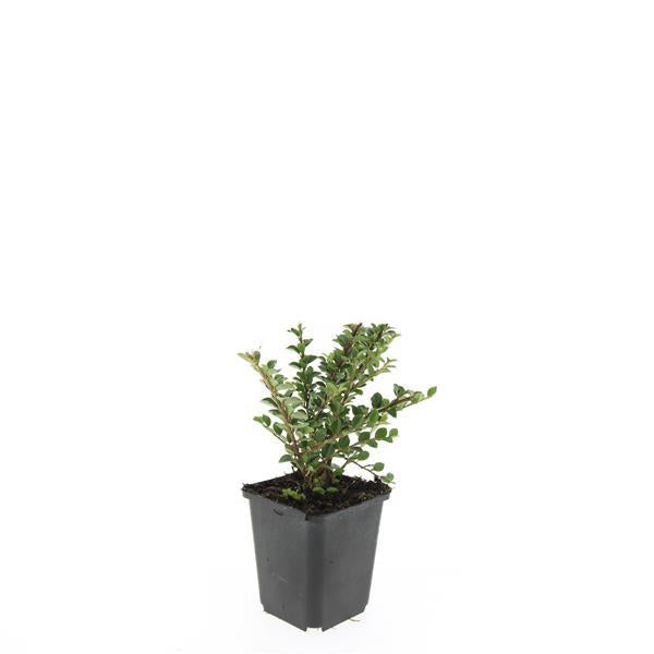 Cotoneaster horizontalis - ↕10-25cm - Ø9cm - 60x