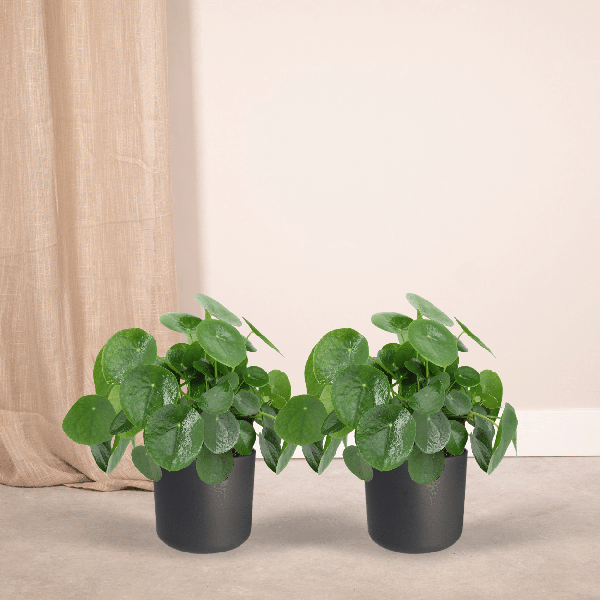 2x Pilea Peperomiodes - Plante à crêpes - 25cm - ø15