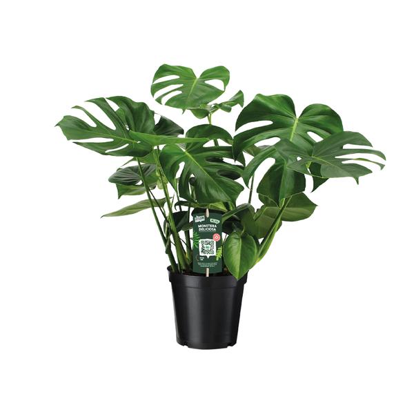 Monstera Deliciosa - Ø21cm - ↕65cm