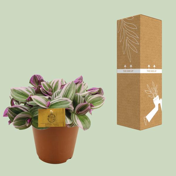 Tradescantia Nanouk - Ø15cm - ↕25cm