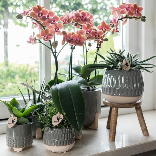 Maison Colibri | Support à plantes - Réhausse à plantes en bois Ø12cm
