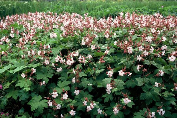 Geranium macr. 'Spessart' - ↕10-25cm - Ø9cm - 60x