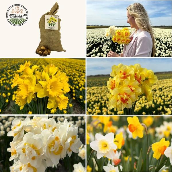 Flowerbulbs Amsterdam - Super Narcissus Mix - Sachet de valeur durable, 100 bulbes de fleurs pour 2,5 m2 de splendeur florale - Taille 12/14