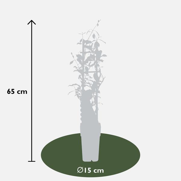 2x - Trachelospermum 'Étoile d'Ibiza' - ↨65cm - Ø15
