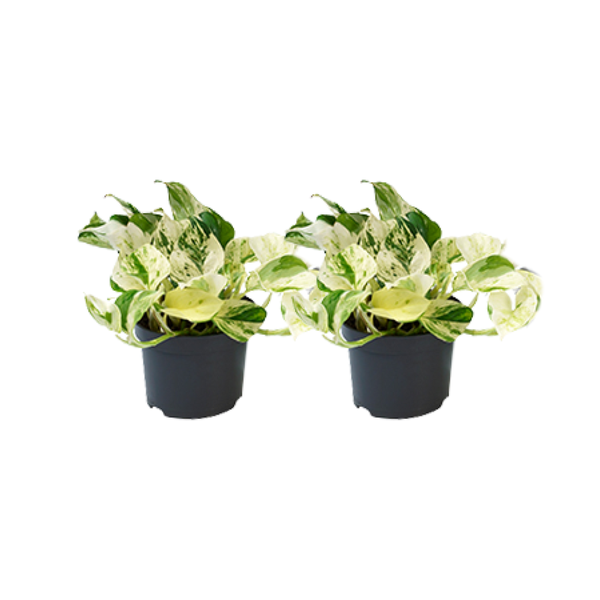 Epipremnum Happy Leaf - 2 stuks - Ø12cm - Ø12