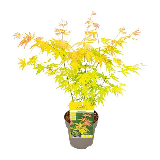 Acer palmatum Orange Rêve - Ø15cm - ↕30cm
