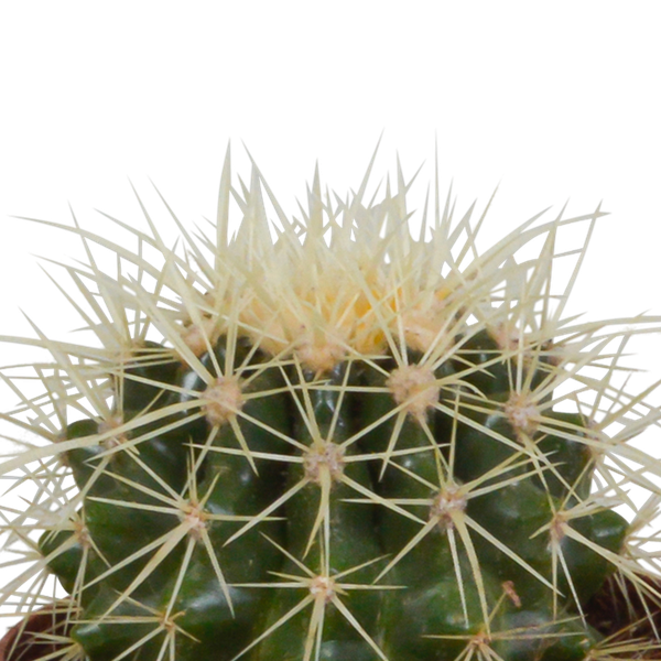 Cactus mix 8.5 cm - 3x - in terracotta pot