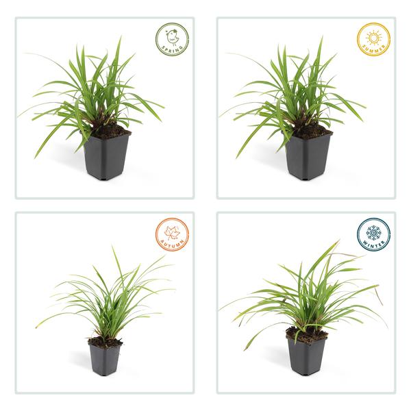 Carex morrowii 'Irish Green' - ↕10-25cm - Ø9cm - 60x