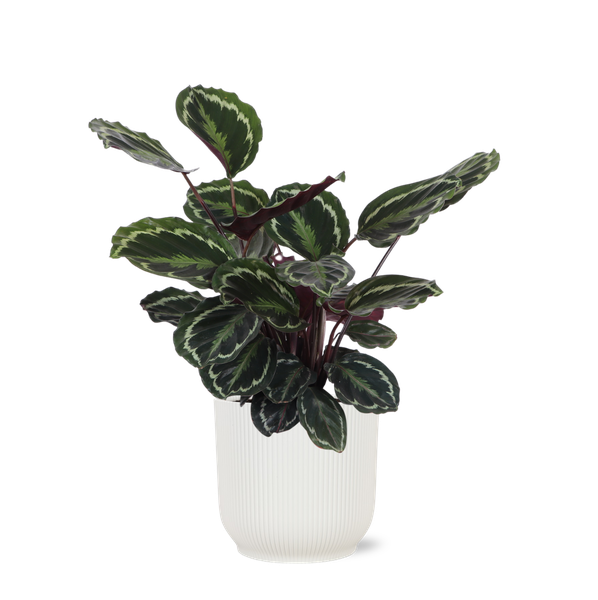 Médaillon Calathea Ø21cm - ↕70cm en pot Vibes BLANC