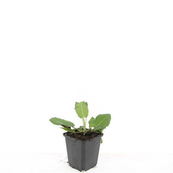 Salvia nem. 'Mainacht' - ↕10-25cm - Ø9cm - 60x