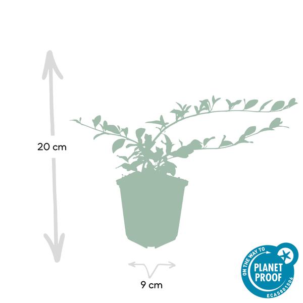 Cotoneaster dam. 'Major' - ↕25cm - Ø9cm - 60x